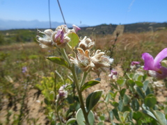 Podalyria variabilis