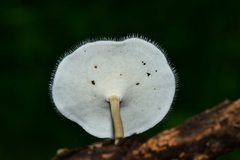 Lentinus flexipes