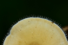 Lentinus flexipes
