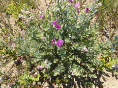 Podalyria variabilis