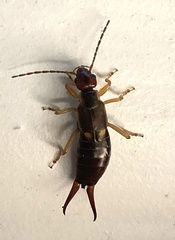 European Earwig