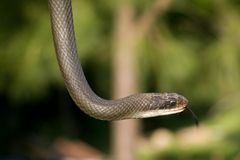 Coluber constrictor latrunculus