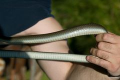 Coluber constrictor latrunculus