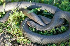 Coluber constrictor latrunculus