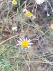 Erigeron blochmaniae