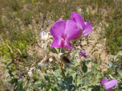 Podalyria variabilis