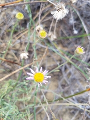 Erigeron blochmaniae