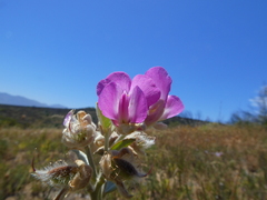 Podalyria variabilis