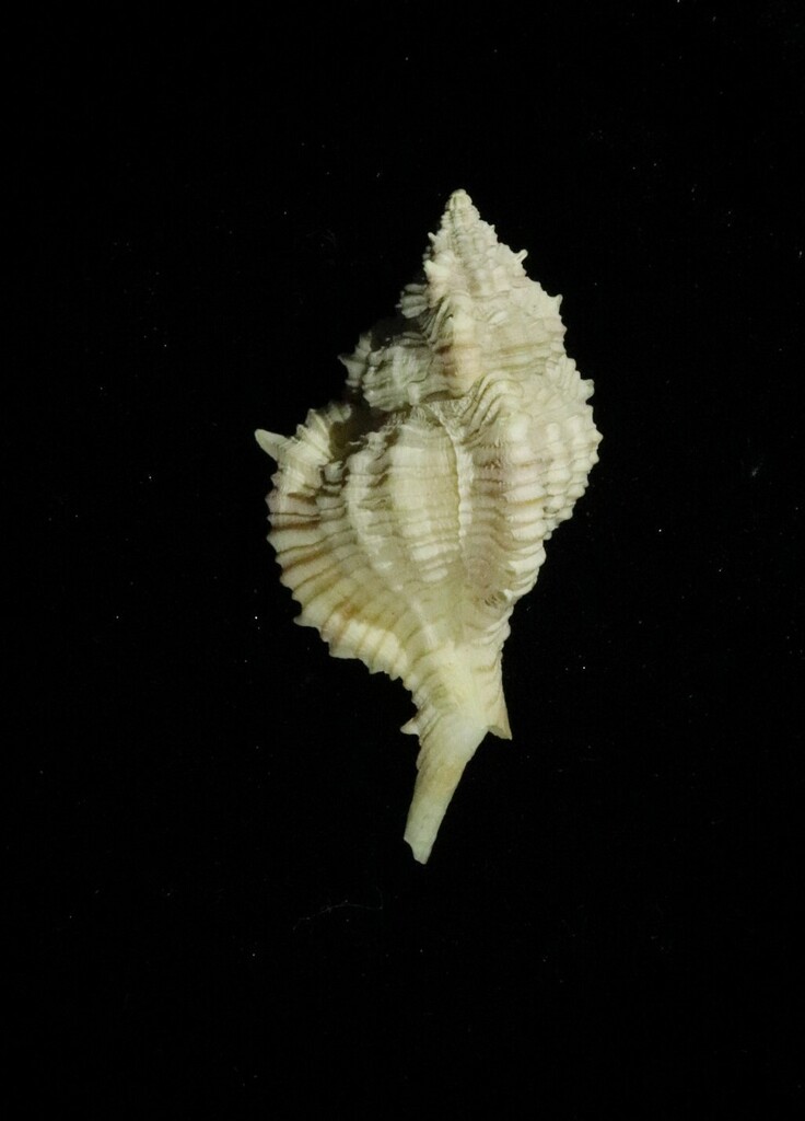 Siratus ciboney