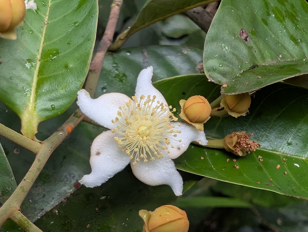 Caraipa punctulata