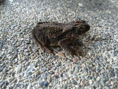 Ingerophrynus philippinicus