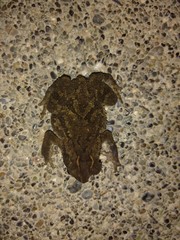 Ingerophrynus philippinicus