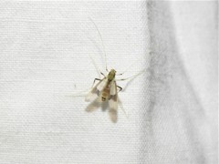 Stenochironomus poecilopterus