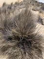 Festuca chrysophylla