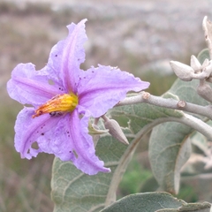 Solanum lycocarpum