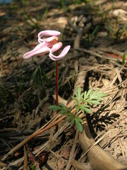 Dicentra uniflora