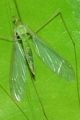 Leptotarsus virescens