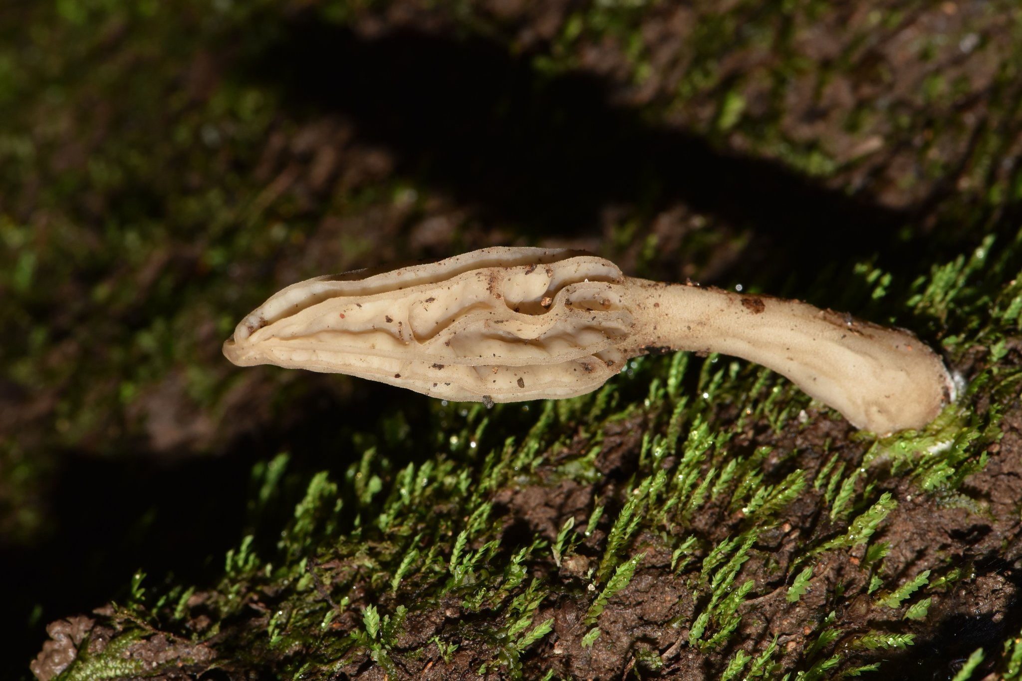 Morchella rufobrunnea image