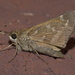 Saltarina Campestre Norteamericana - Photo (c) Robert Webster, algunos derechos reservados (CC BY-SA), subido por Robert Webster