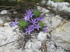 Merciera azurea