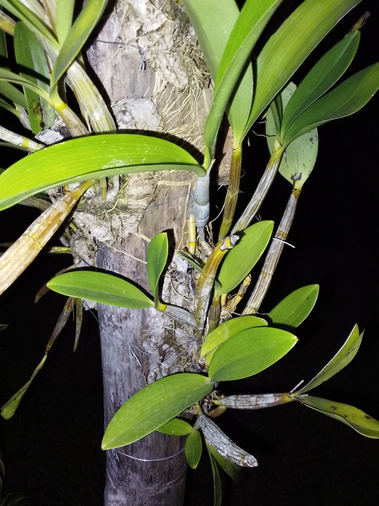 Dendrobium bifalce Lindl. 2