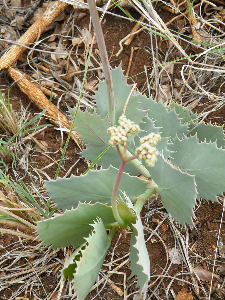 Cyphostemma oleraceum, Southern, South Africa