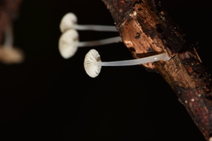 Mycena guzmanii