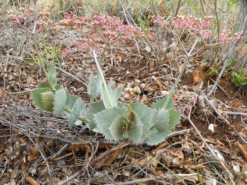 Image of Cyphostemma oleraceum by (c) Antoinette Eyssell Knox, some rights reserved (CC BY-SA)