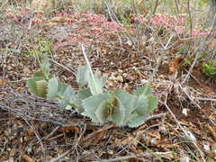 Cyphostemma oleraceum