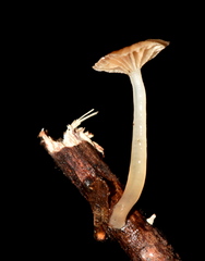 Mycena guzmanii