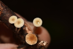 Mycena guzmanii