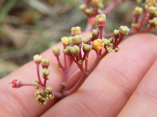 Image of Cyphostemma oleraceum by (c) Antoinette Eyssell Knox, some rights reserved (CC BY-SA)