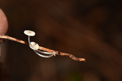Mycena guzmanii