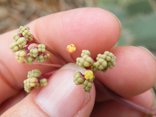 Image of Cyphostemma oleraceum by (c) Antoinette Eyssell Knox, some rights reserved (CC BY-SA)