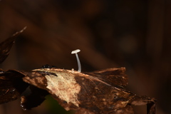 Mycena guzmanii