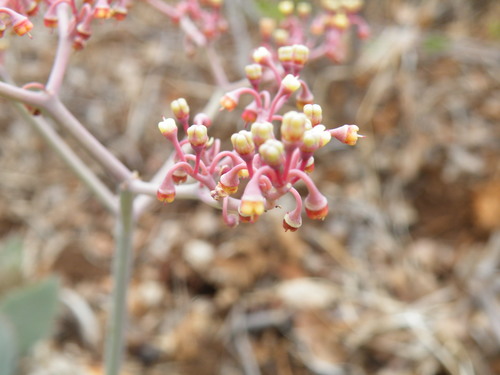 Image of Cyphostemma oleraceum by (c) Antoinette Eyssell Knox, some rights reserved (CC BY-SA)