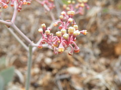 Cyphostemma oleraceum