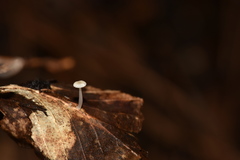 Mycena guzmanii