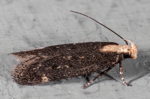 Aroga flavicomella