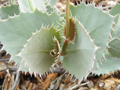Cyphostemma oleraceum