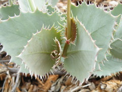 Cyphostemma oleraceum