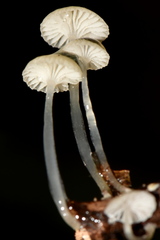 Mycena guzmanii