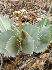 Cyphostemma oleraceum