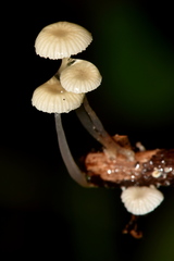 Mycena guzmanii