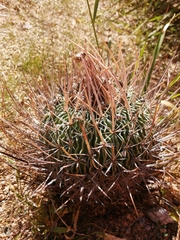 Echinofossulocactus lloydii