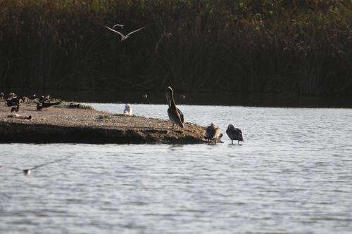 iNaturalist observation photo of Brown Pelican