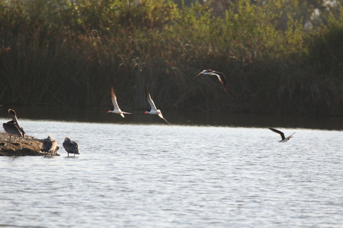iNaturalist observation photo of Black Skimmer