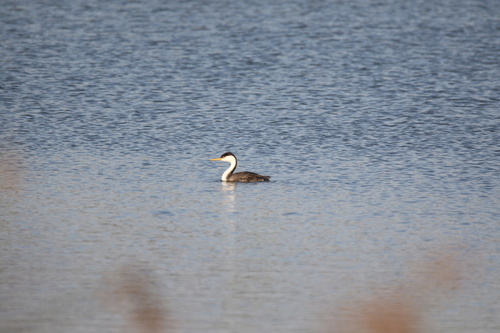 iNaturalist observation photo of Western Grebe