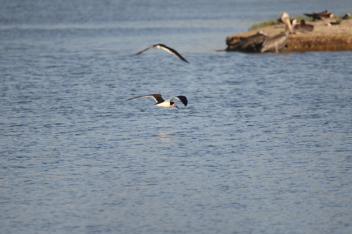 iNaturalist observation photo of Black Skimmer