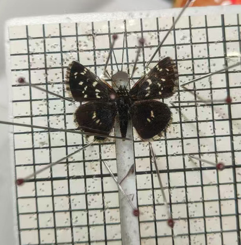 Pyrgus maculatus